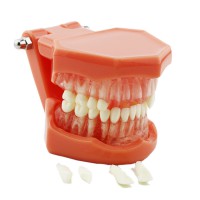 歯科上下顎標準歯列教学模型 歯磨き指導研究治療説明用180度開閉式模型 脱着可能 赤ベース