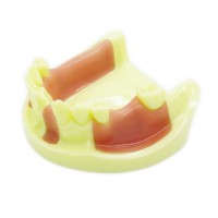 歯科下顎義歯模型 インプラント研究練習用道具 標準教学道具 イエローベース
