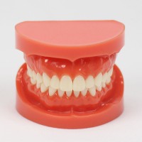 歯科教学成人標準モデル1:1