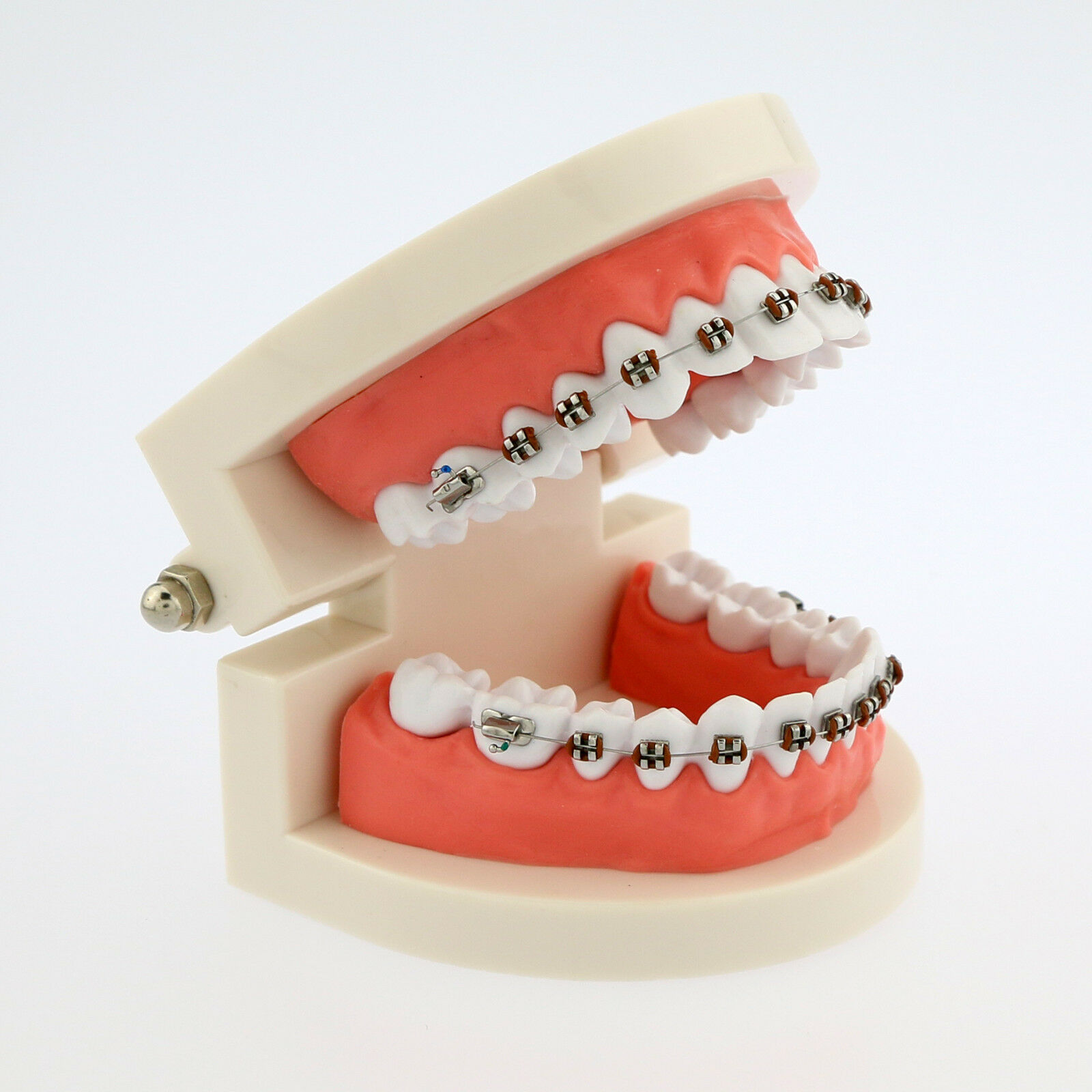 NISSIN DENTAL STUDY MODEL 矯正 歯 模型 NISSIN DENTAL STUDY MODEL