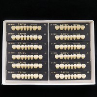 Caiyu Heiying アクリル系合成樹脂義歯（上顎・下顎奥歯）