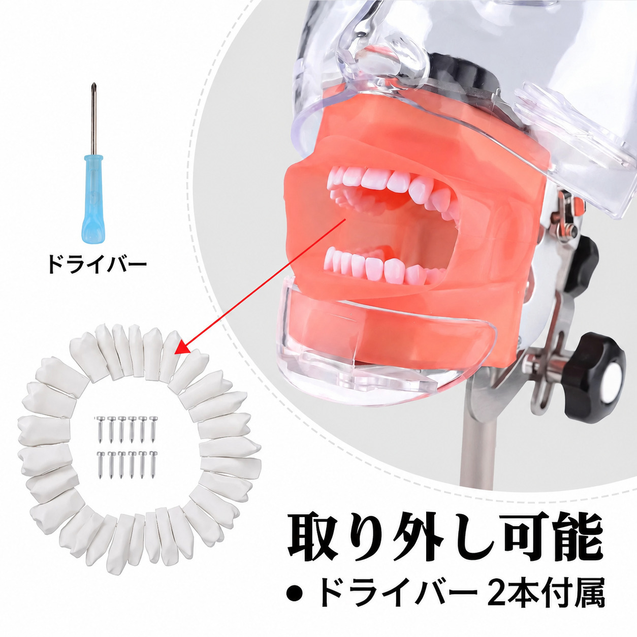 歯科用簡易マネキン(ファントムヘッド)モデル、28歯タイポドント付き、Nissinと互換性あり 歯科用簡易マネキン(ファントムヘッド)モデル、28歯タイポドント付き、Nissinと互換性あり