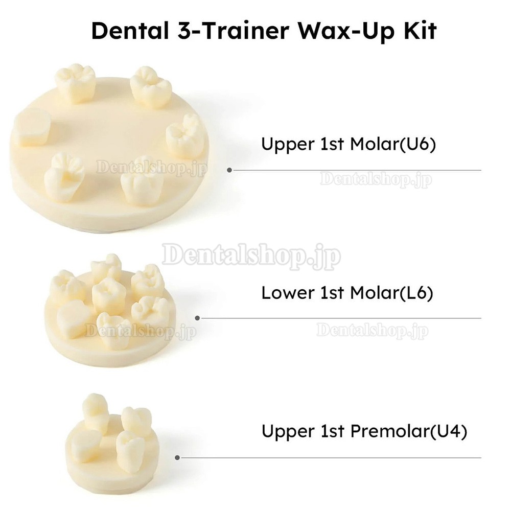 歯形態学練習モデル U6/L6/U4 ポジショントレーニングキット 3個/セット (石膏/樹脂)|歯科用シミュレーター通販-Dentalshop.JP