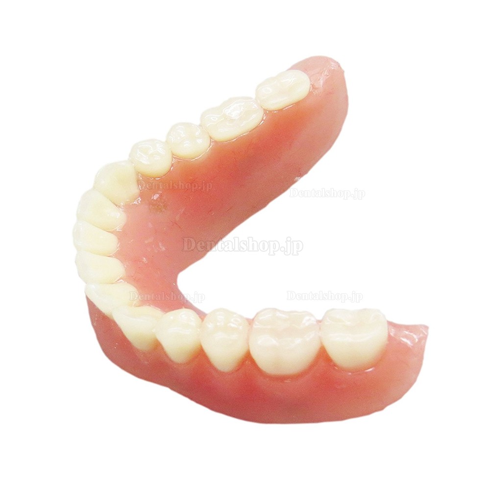 歯科下顎インプラント用義歯モデル模型 研究治療説明用歯科模型 4本インプラント脱着可能 クリアベース 透明