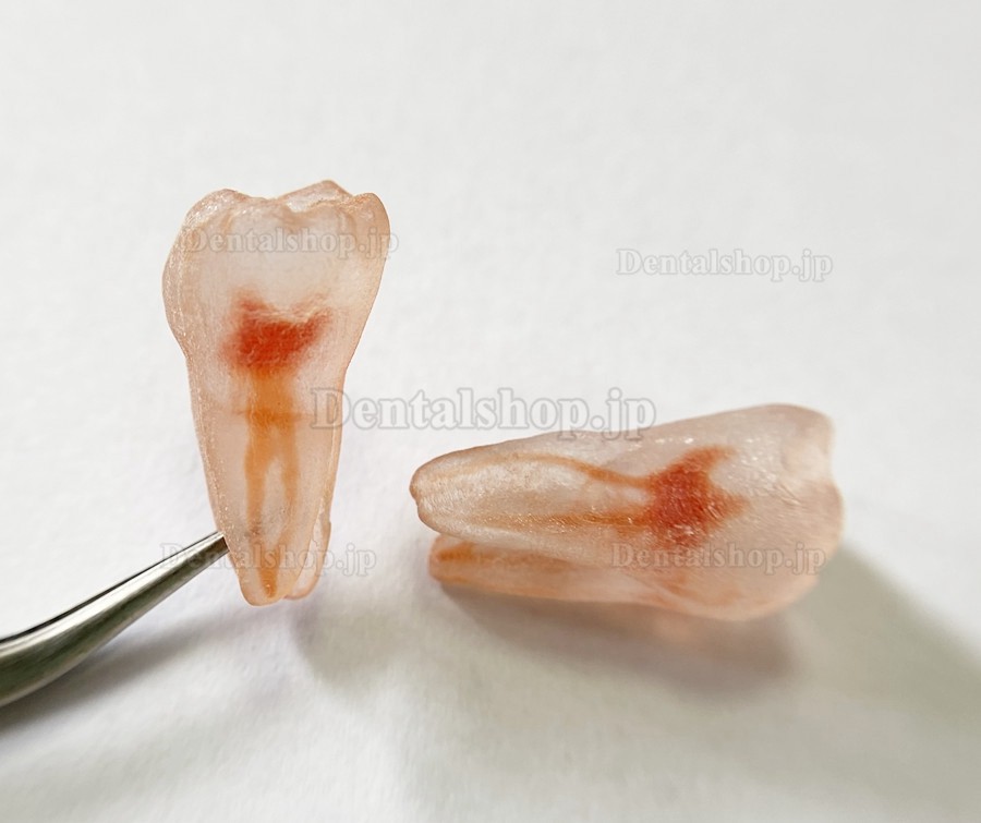 12Pcs 歯科用臼歯切歯犬歯模型モデル 歯科用根管ファイルパス 3Dシミュレーションの歯のレプリカ