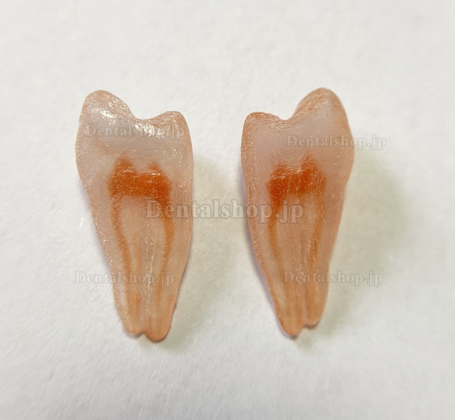 12Pcs 歯科用臼歯切歯犬歯模型モデル 歯科用根管ファイルパス 3Dシミュレーションの歯のレプリカ