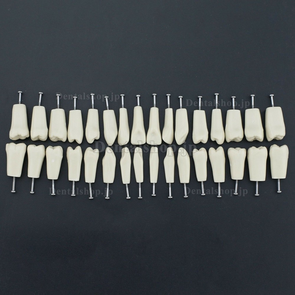 歯科用タイポドン M8023 32Pcs 交換用歯 歯科模型 Columbia 860 と互換性あり