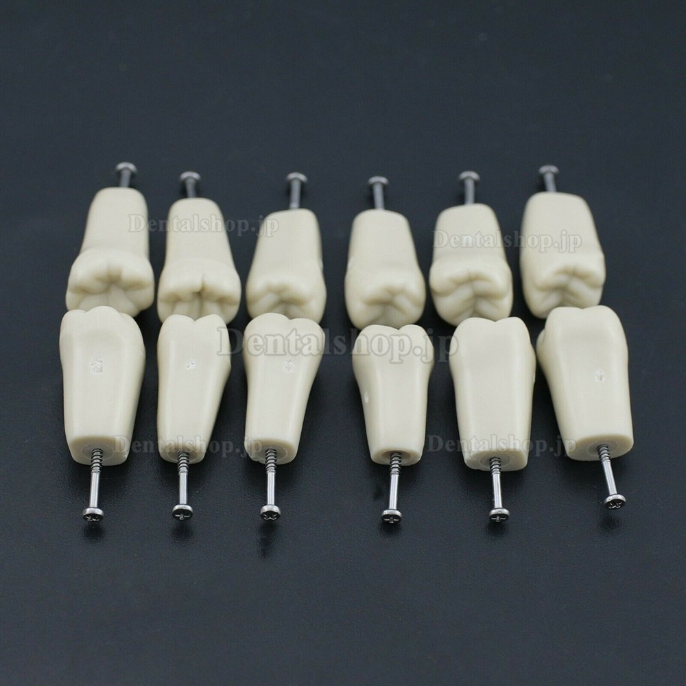 歯科用タイポドン M8023 32Pcs 交換用歯 歯科模型 Columbia 860 と互換性あり