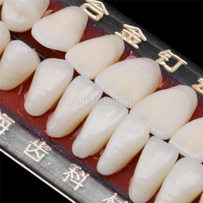 1セット24# 歯科義歯材料合金ピン陶磁色シェードガイド