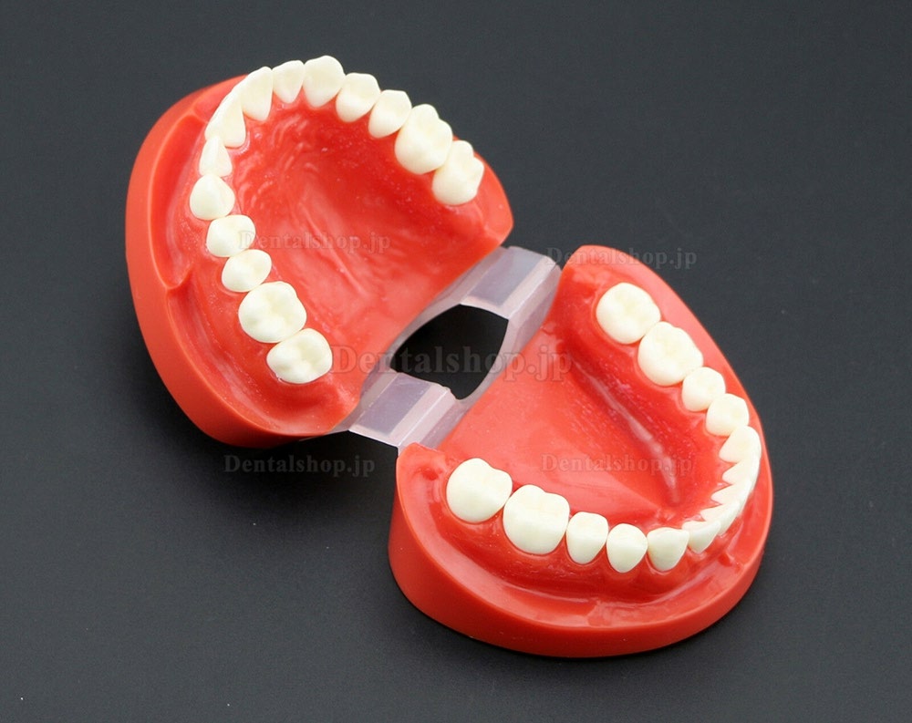 歯科模型 歯列モデル 模型 上下顎モデル 標準教学模型 研究 説明用 7004 赤