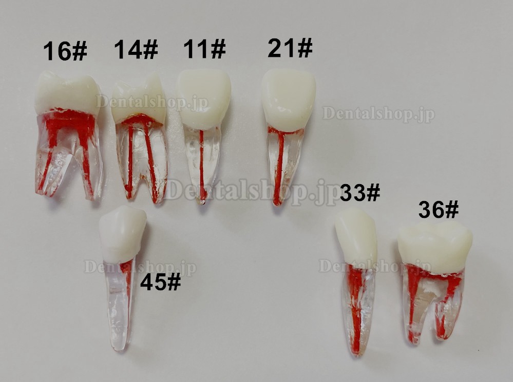 歯科用歯モデル 根管ファイル練習模型 臼歯上下歯小臼歯 ルート2/3-根管