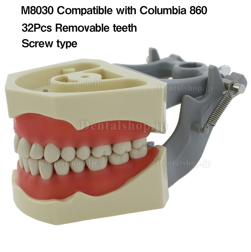 歯科修復タイポドンモデル M8030 歯科模型 32Pcs歯 Columbia 860と互換性があり