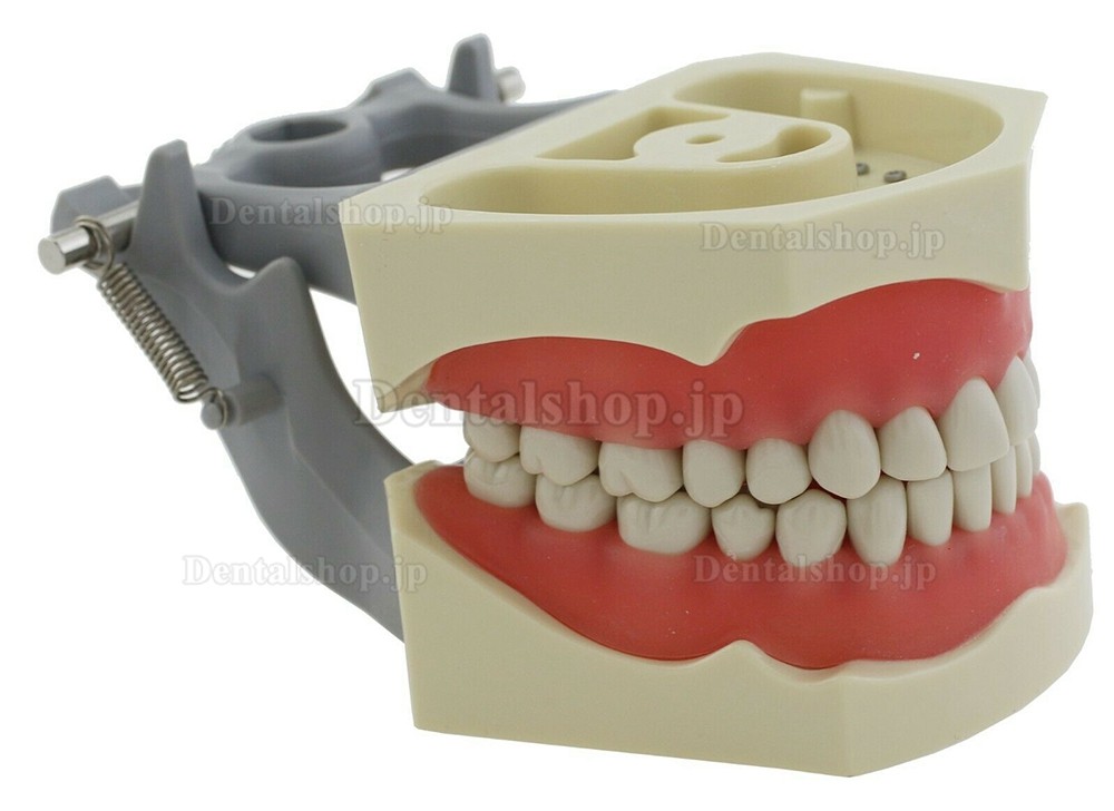 歯科修復タイポドンモデル M8030 歯科模型 32Pcs歯 Columbia 860と互換性があり