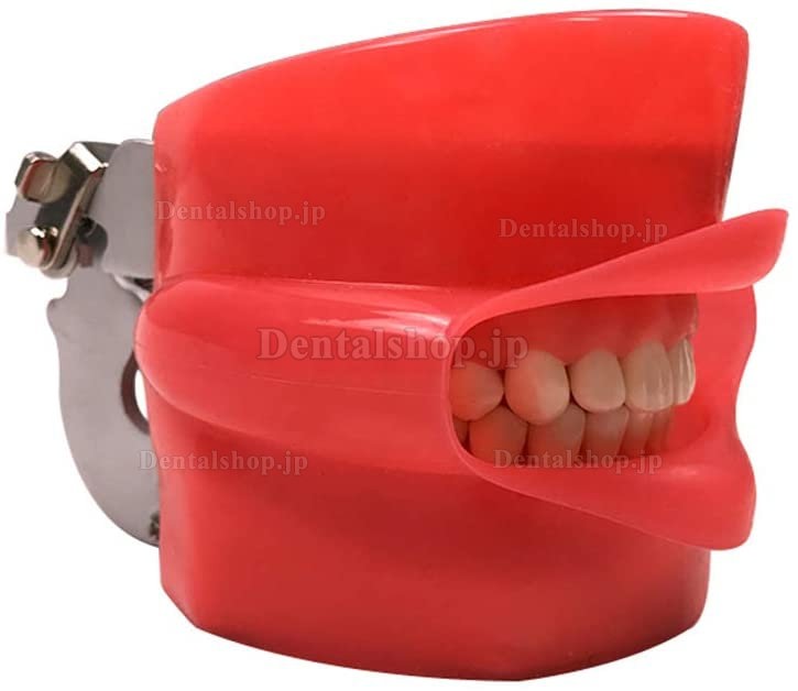歯科用シンプルマネキン デンタルシミュレーター 360度調整 マウンティングユニット付き