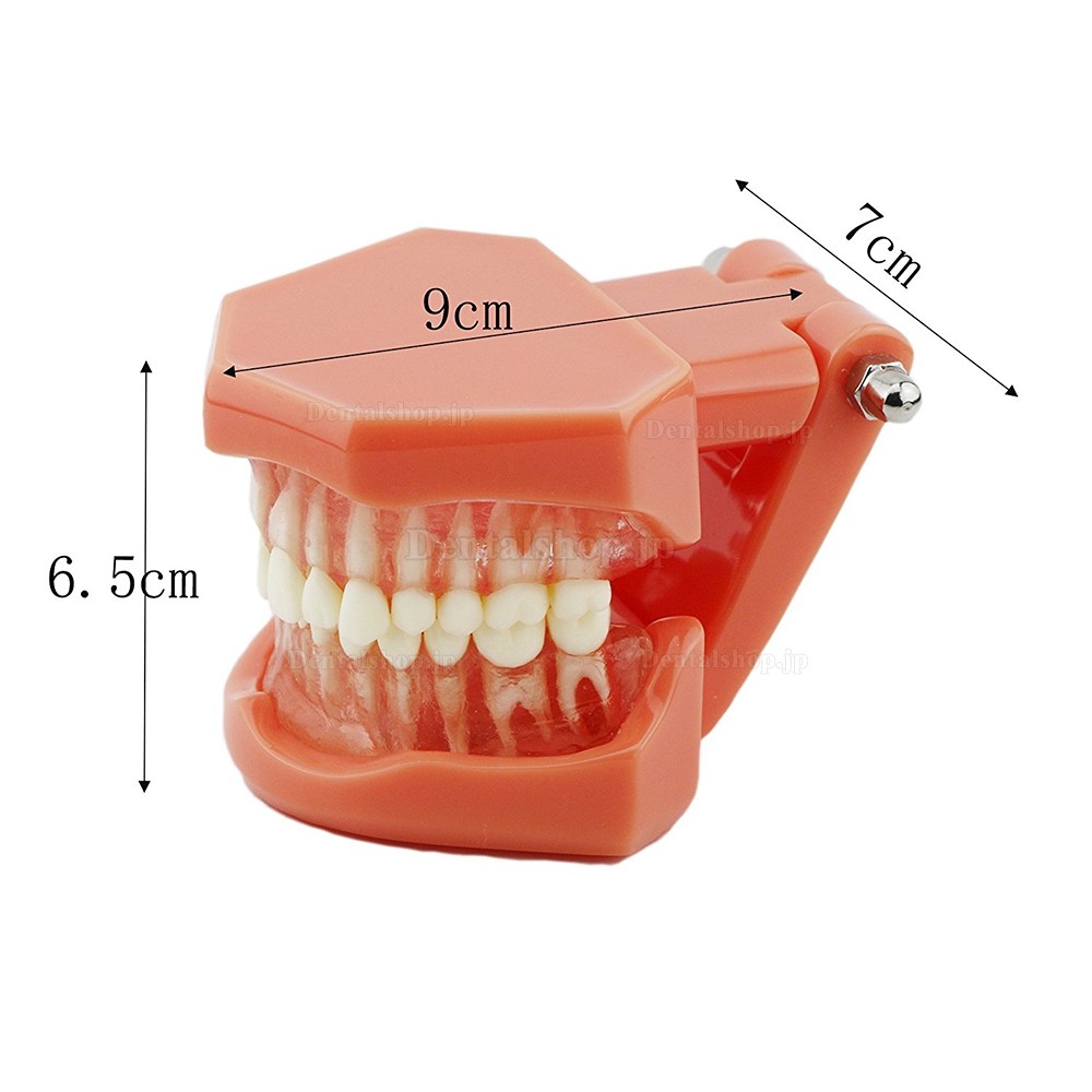 歯科上下顎標準歯列教学模型 歯磨き指導研究治療説明用180度開閉式模型 脱着可能 赤ベース